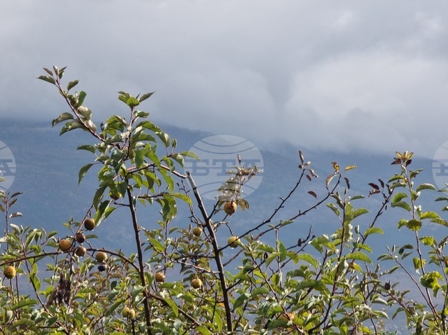 Изключително слаба реколта от ябълки отчитат в Института по земеделие - Кюстендил