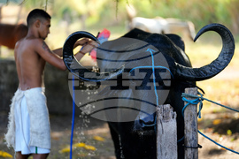 Brazil Marajo Island