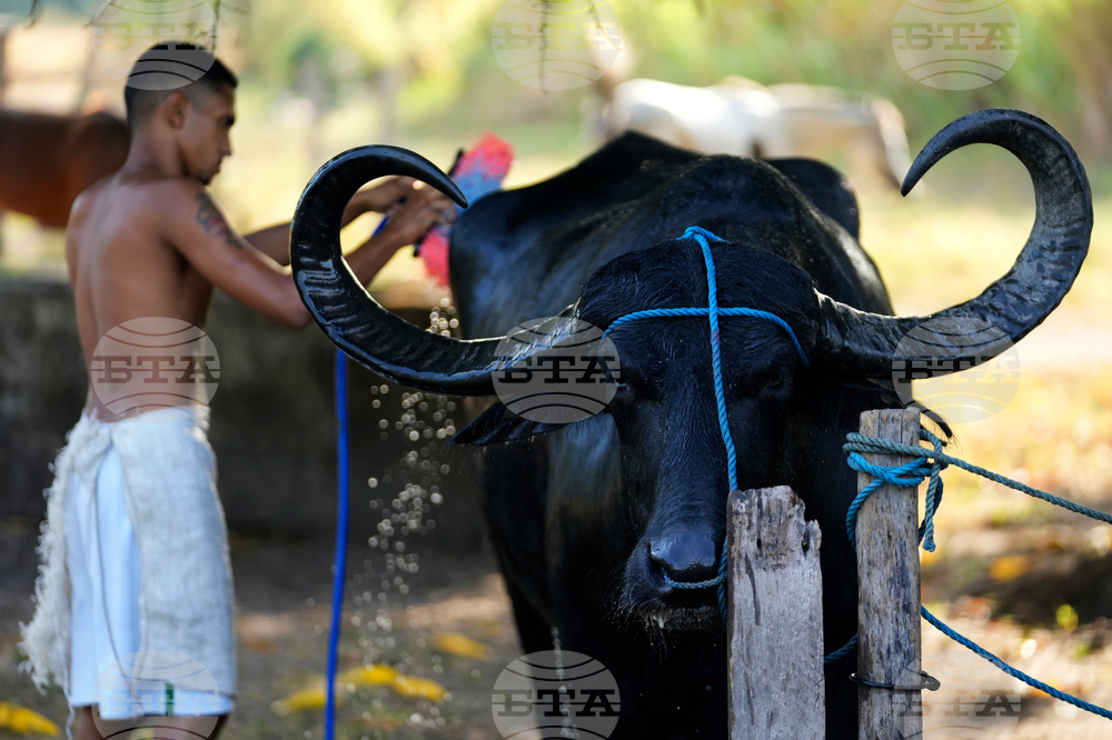Brazil Marajo Island