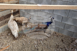 Село Марчино - пауни - екзотични птици