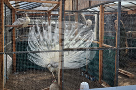 Село Марчино - пауни - екзотични птици