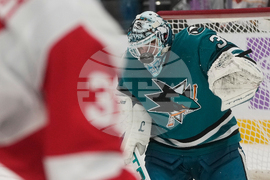 Red Wings Sharks Hockey