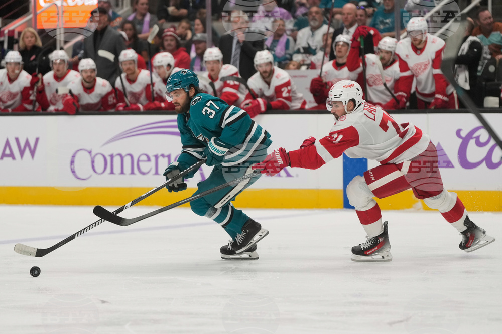 Red Wings Sharks Hockey