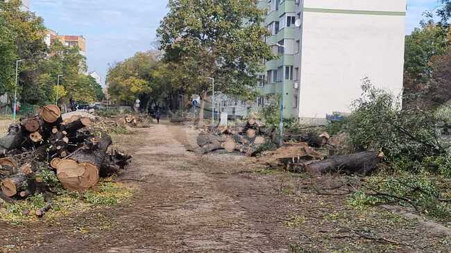 Изчичат се дървета по улица в ремонт в Пловдив, районният кмет обясни, че е направена експертиза и става дума за стари и опасни дървета