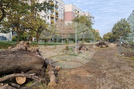 Пловдив - изсичане на дървета - улица "Генерал Колев"