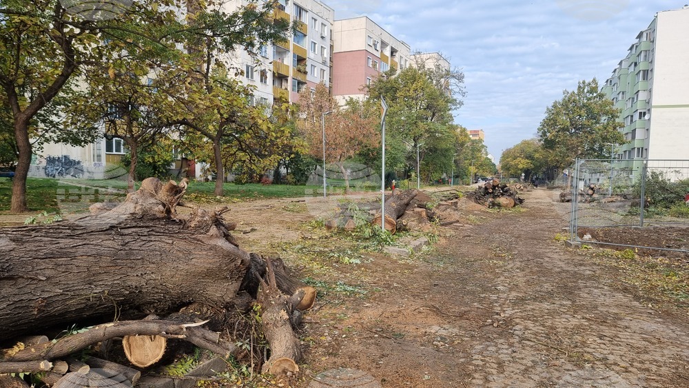 Пловдив - изсичане на дървета - улица "Генерал Колев"