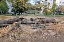 Пловдив - изсичане на дървета - улица "Генерал Колев"