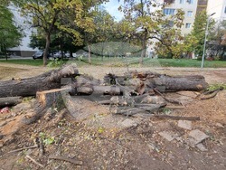 Пловдив - изсичане на дървета - улица "Генерал Колев"