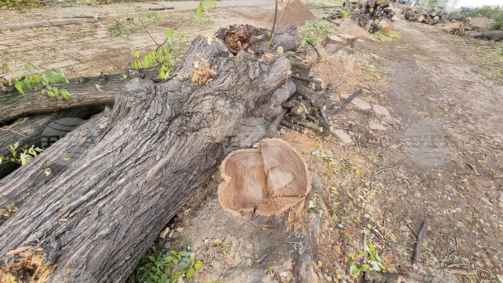 Пловдив - изсичане на дървета - улица "Генерал Колев"