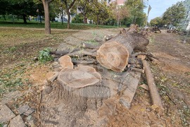 Пловдив - изсичане на дървета - улица "Генерал Колев"