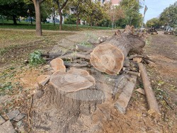 Пловдив - изсичане на дървета - улица "Генерал Колев"