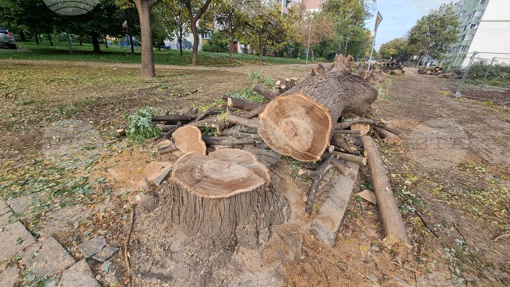 Пловдив - изсичане на дървета - улица "Генерал Колев"