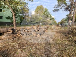 Пловдив - изсичане на дървета - улица "Генерал Колев"