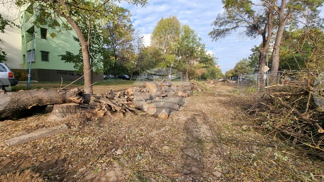 Пловдив - изсичане на дървета - улица "Генерал Колев"