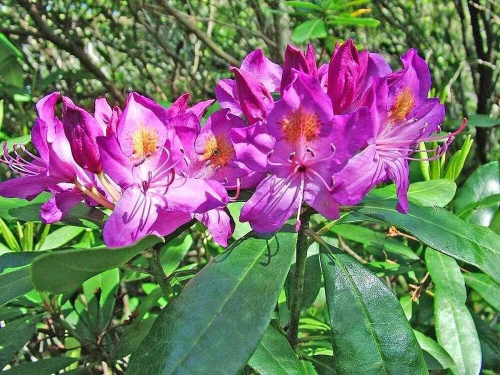 МОСВ: На 3 ноември отбелязваме Международния ден на биосферните паркове