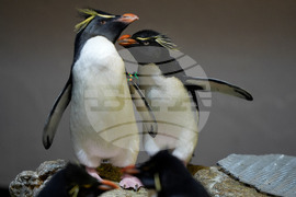 Penguins-Geriatric-Island