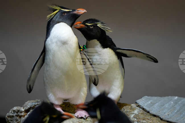 Penguins-Geriatric-Island