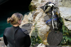 Penguins-Geriatric-Island