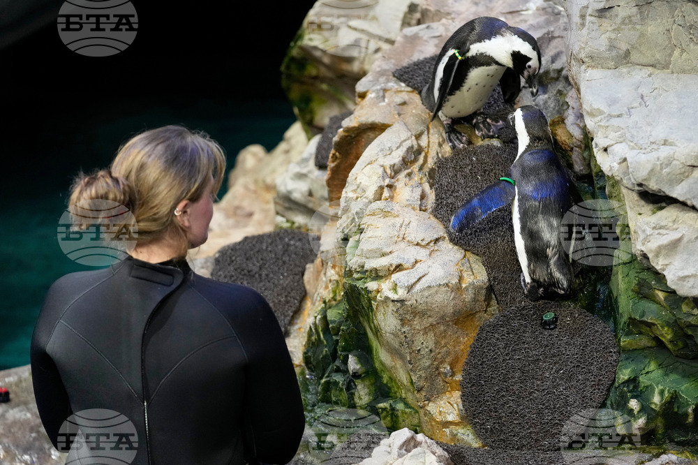 Penguins-Geriatric-Island