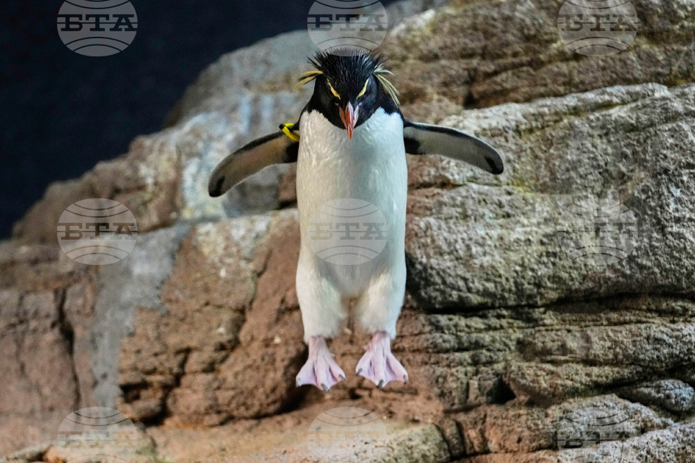 Penguins-Geriatric-Island