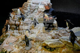 Penguins-Geriatric-Island