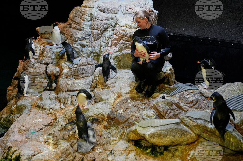 Penguins-Geriatric-Island