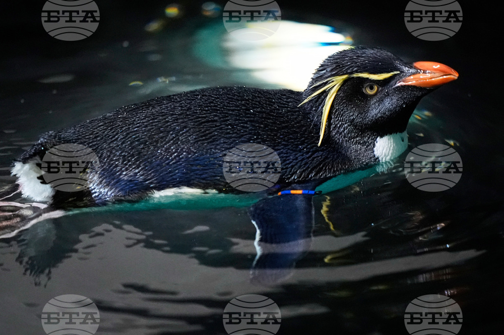 Penguins-Geriatric-Island