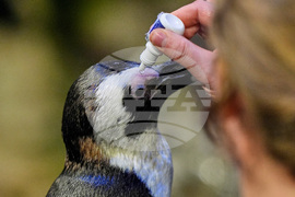 Penguins-Geriatric-Island