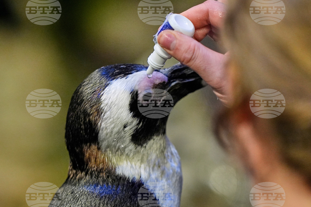 Penguins-Geriatric-Island