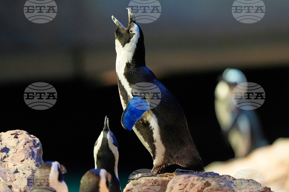 Penguins-Geriatric-Island