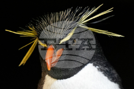 Penguins-Geriatric-Island