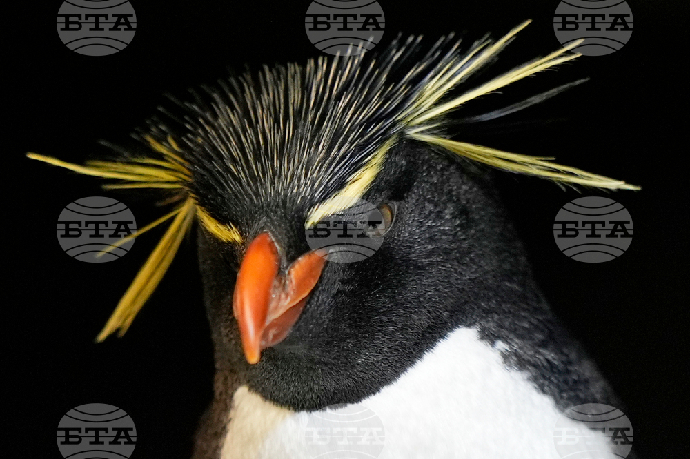 Penguins-Geriatric-Island