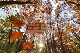 Есен - листопад