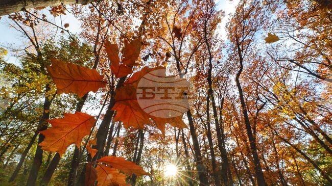 National Forest Protection Commission Identifies Prolonged Drought, Pests as Main Problems in Bulgarian Forests