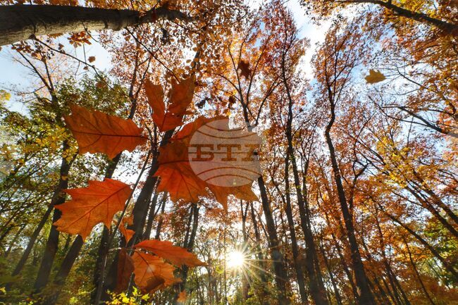 National Forest Protection Commission Identifies Prolonged Drought, Pests as Main Problems in Bulgarian Forests