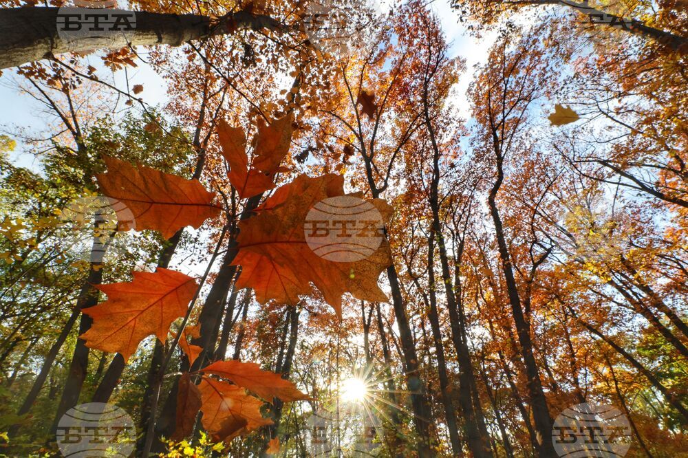 Есен - листопад