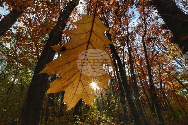 Есен - листопад