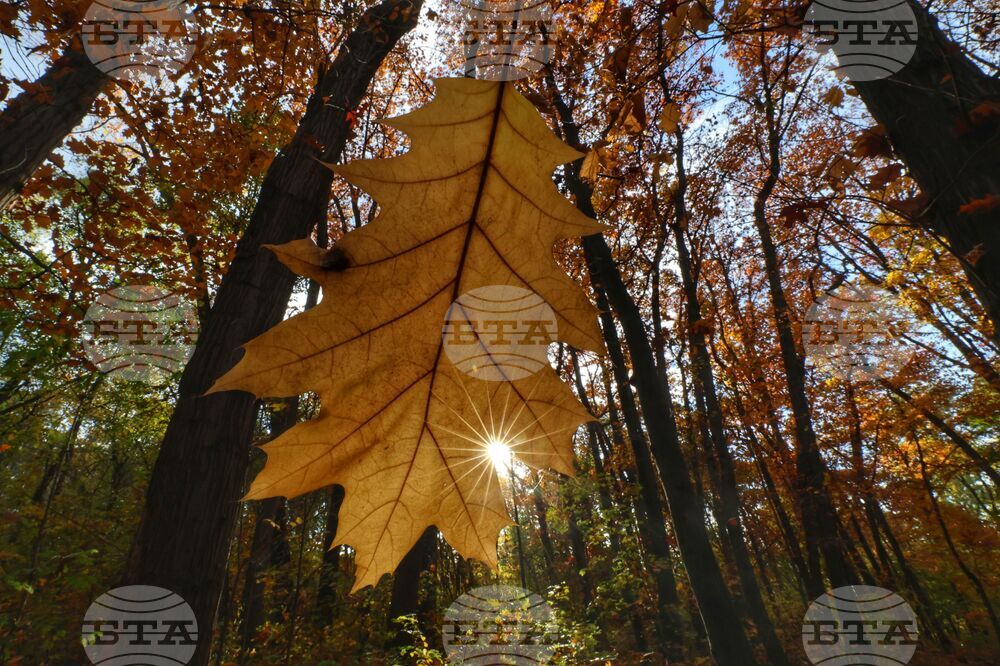 Есен - листопад