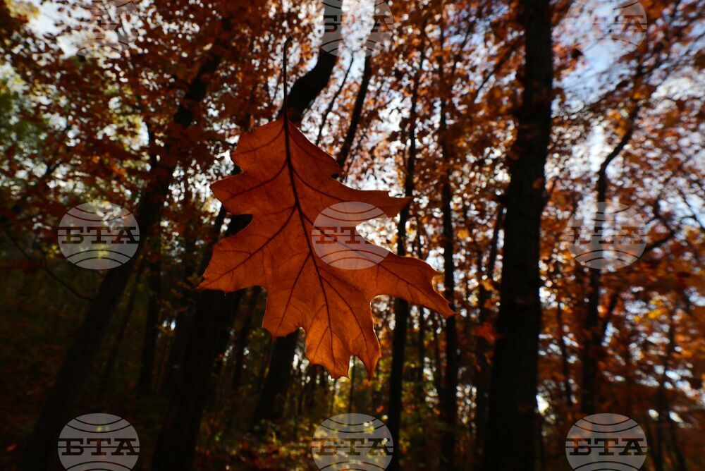 Есен - листопад