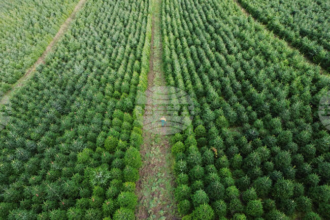 Germany Christmas Tree Harvest