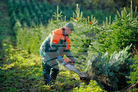 Germany Christmas Tree Harvest