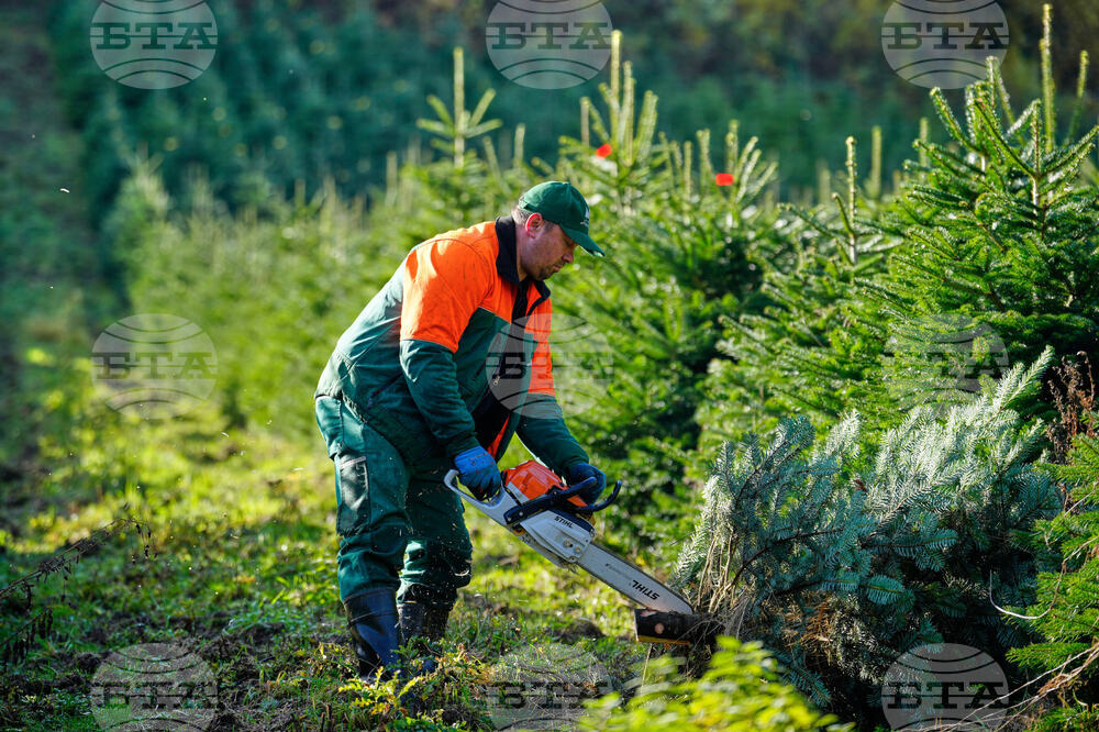 Germany Christmas Tree Harvest