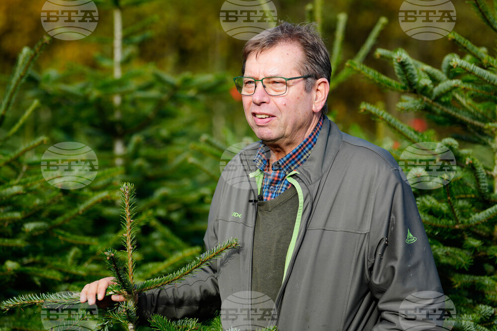Germany Christmas Tree Harvest