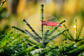 Germany Christmas Tree Harvest