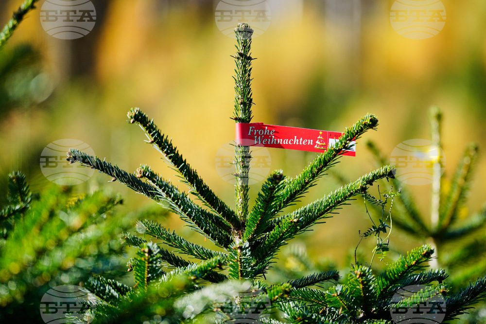 Germany Christmas Tree Harvest