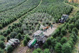 Germany Christmas Tree Harvest