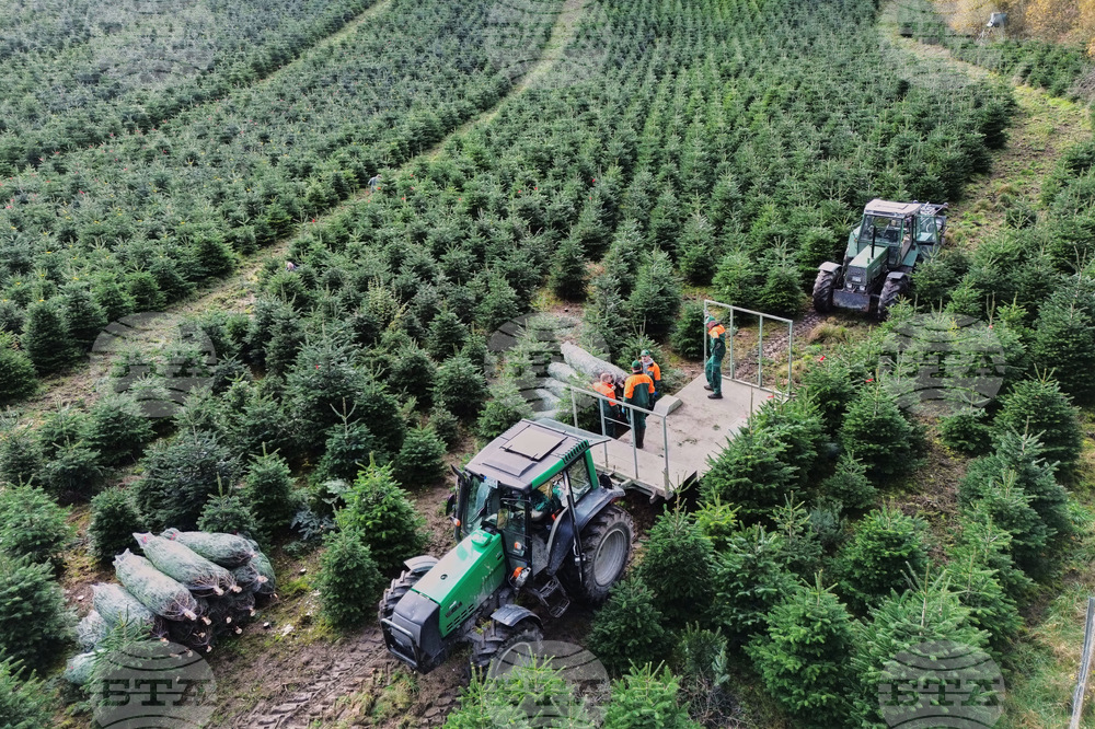 Germany Christmas Tree Harvest