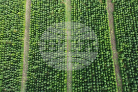 Germany Christmas Tree Harvest