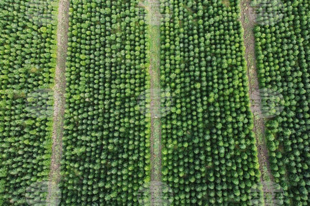 Germany Christmas Tree Harvest