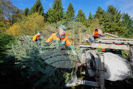 Germany Christmas Tree Harvest